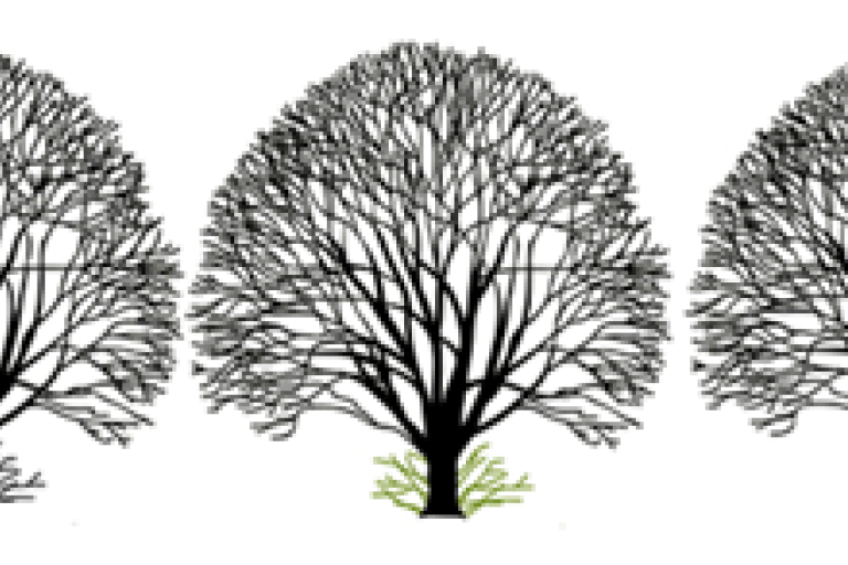 Colchester City Council - Tree maintenance service