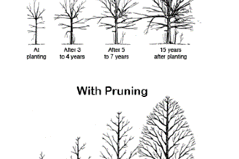 Colchester City Council - Tree maintenance service
