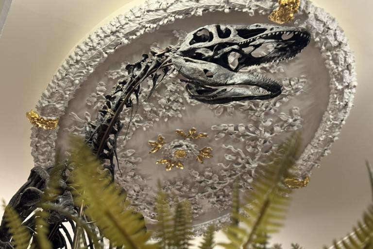 A photo of the fossil remains of 'Juliasaurus'