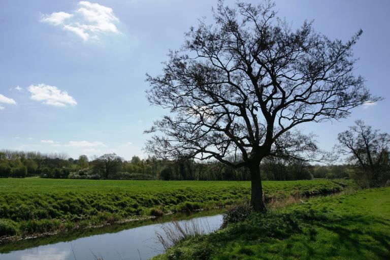 Cymbeline Meadows, with a large tree beside a narrow stream in a grassy meadow under a blue sky