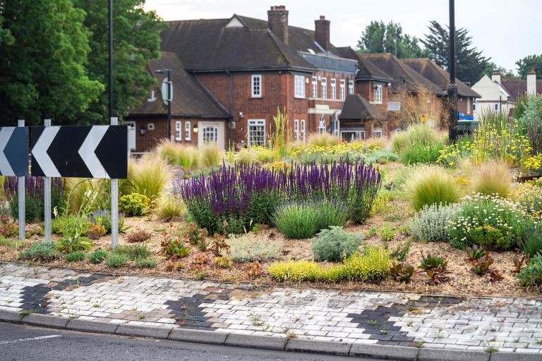 A photo showing plants growing on the Albert Roundabout