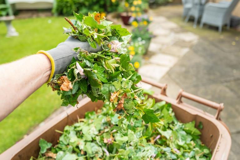 Someone holds out garden clippings above an open brown wheelie bin