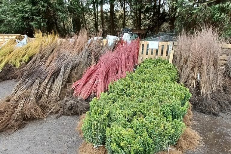 Colchester’s Trees for Years programme returns amidst Woodland and Biodiversity Project achievements