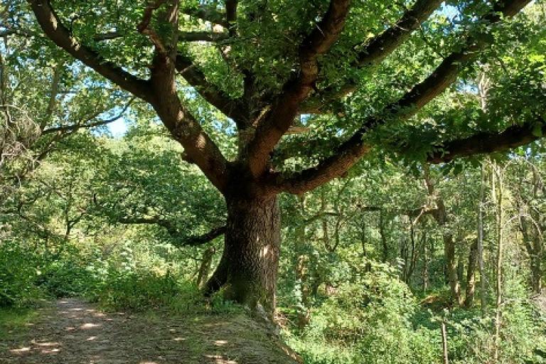 Council acquires new woodland site – Iron Latch Wood