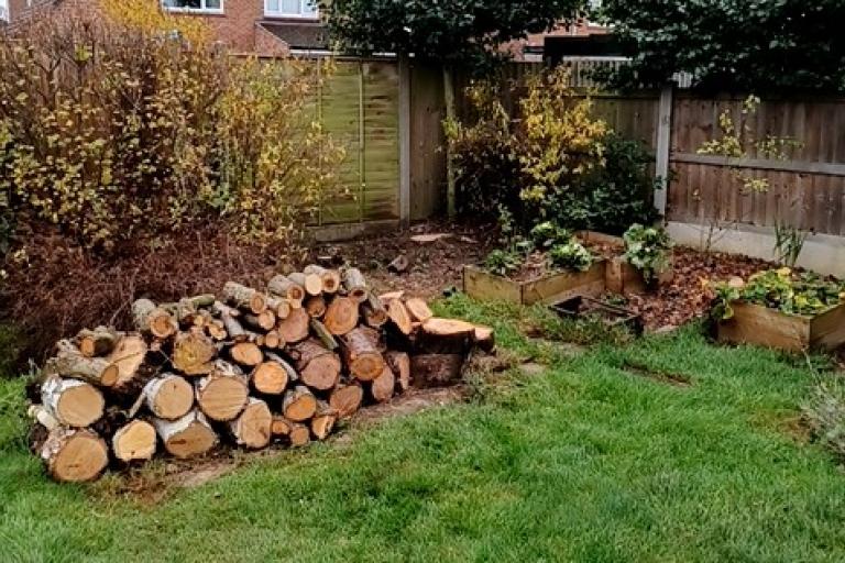 Council now offers affordable tree work to the public