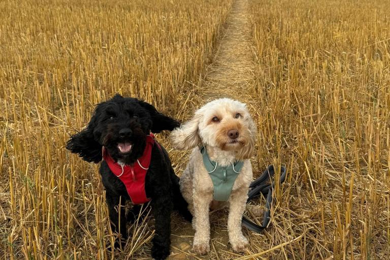 Dog lovers warned about unlicensed breeders