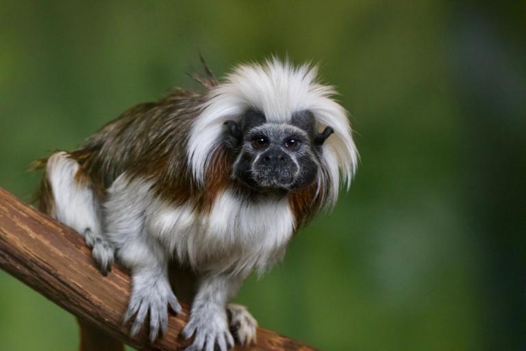 New legislation introduced for keeping primates as pets