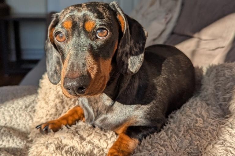 Pioneering animal licensing: Colchester first area to introduce Paws on the Doors