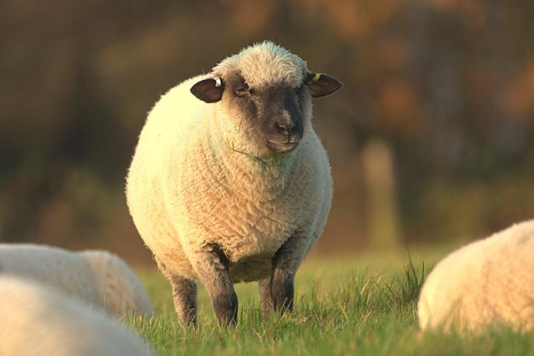 Rare breed Dorset Down sheep arrive at High Woods Country Park