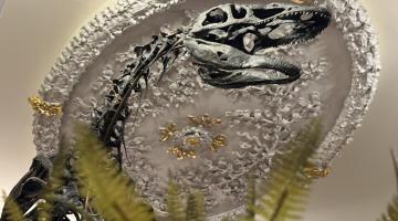 A photo of the fossil remains of 'Juliasaurus'