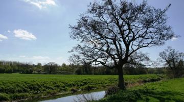Cymbeline Meadows, with a large tree beside a narrow stream in a grassy meadow under a blue sky