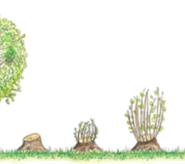 Colchester City Council - Tree maintenance service