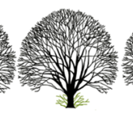 Colchester City Council - Tree maintenance service