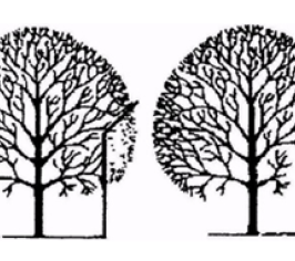 Colchester City Council - Tree maintenance service