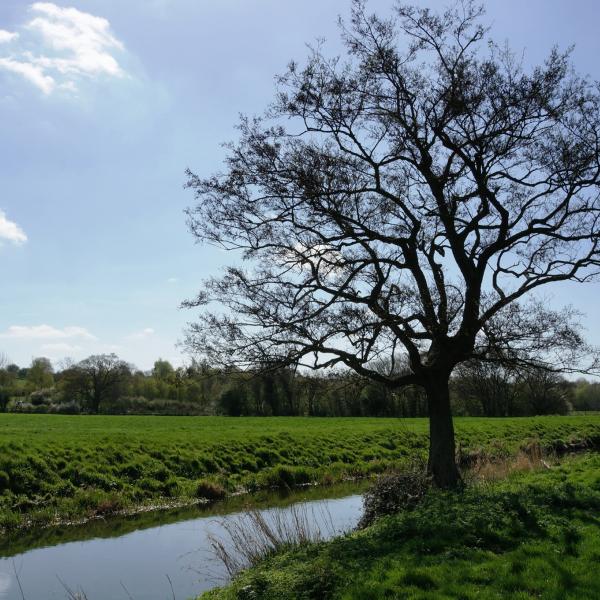 Cymbeline Meadows, with a large tree beside a narrow stream in a grassy meadow under a blue sky