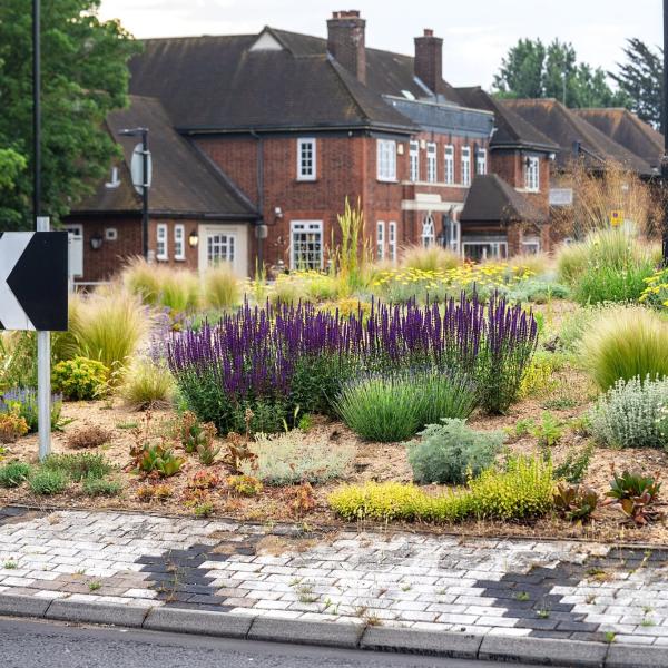 A photo showing plants growing on the Albert Roundabout