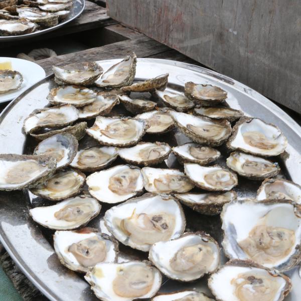 Colchester's Oyster Fisheries open for the season