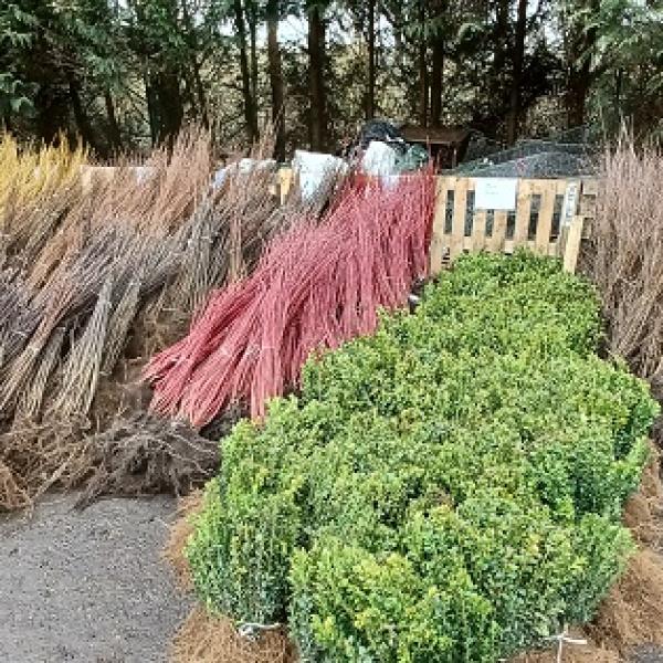 Colchester’s Trees for Years programme returns amidst Woodland and Biodiversity Project achievements