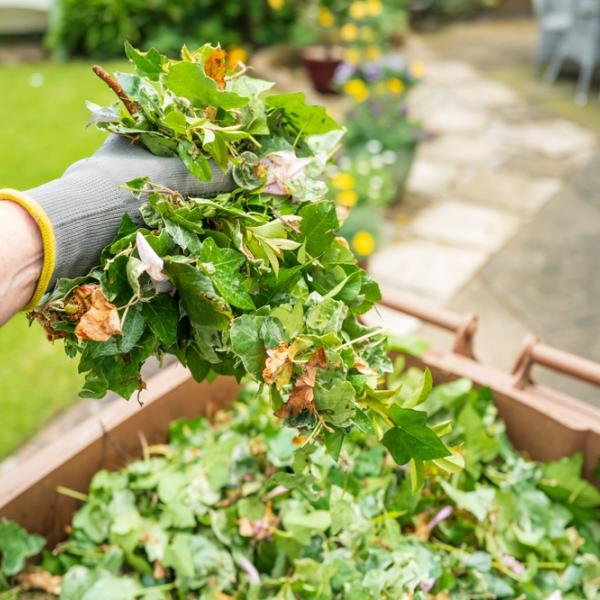 Colchester residents can now renew or signup to our Garden Waste Subscription Service for this year