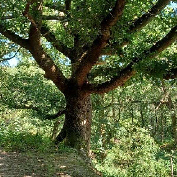 Council acquires new woodland site – Iron Latch Wood