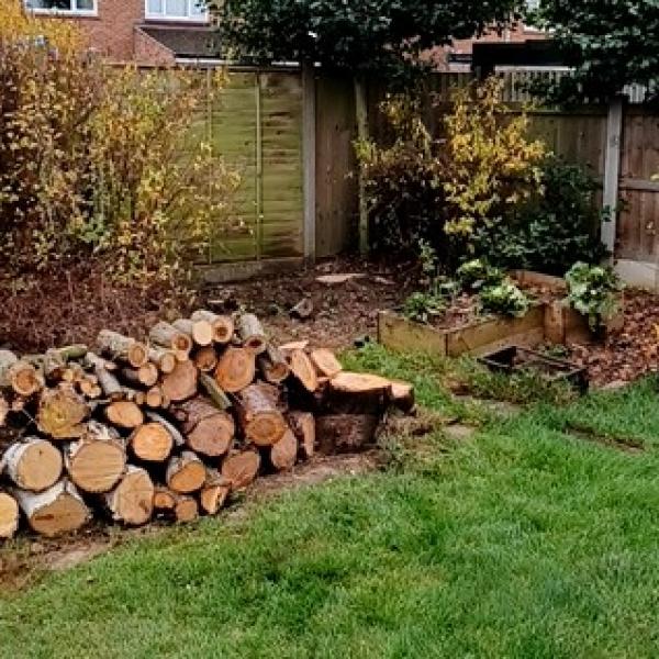 Council now offers affordable tree work to the public