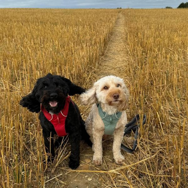 Dog lovers warned about unlicensed breeders