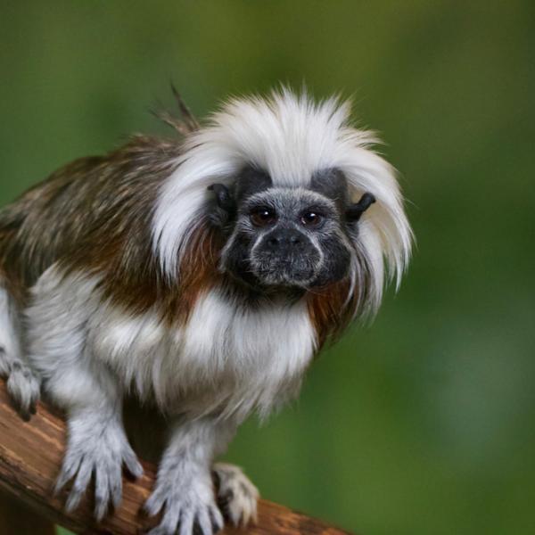 New legislation introduced for keeping primates as pets