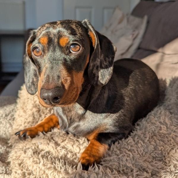 Pioneering animal licensing: Colchester first area to introduce Paws on the Doors