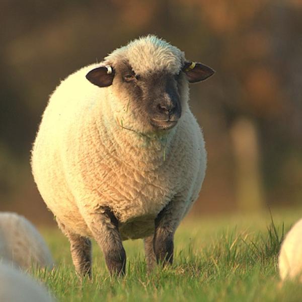 Rare breed Dorset Down sheep arrive at High Woods Country Park